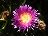Photo 007